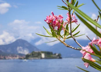 Kamelienblüte am Lago Maggiore 