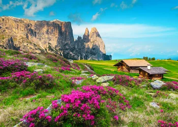 Alpenrosenblüte Südtirol