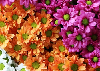 Chrysanthema Lahr